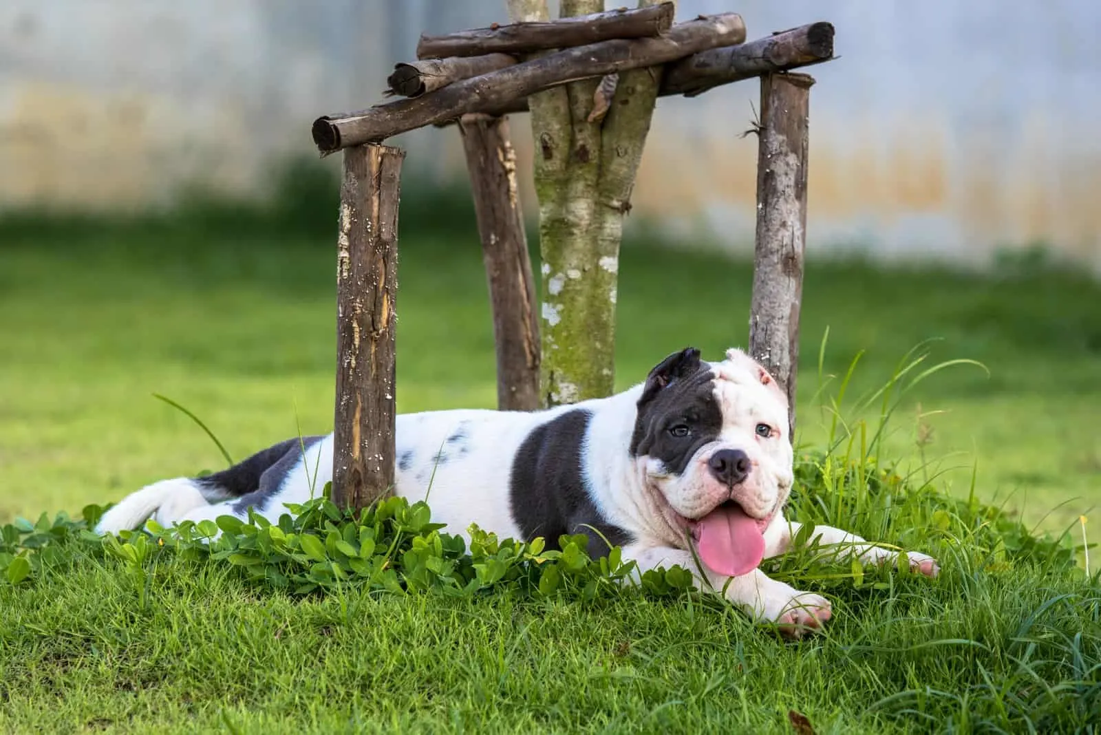 american bully resting on green grass