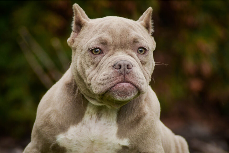 Pocket Bully A Guide To This American Bully Dog Breed