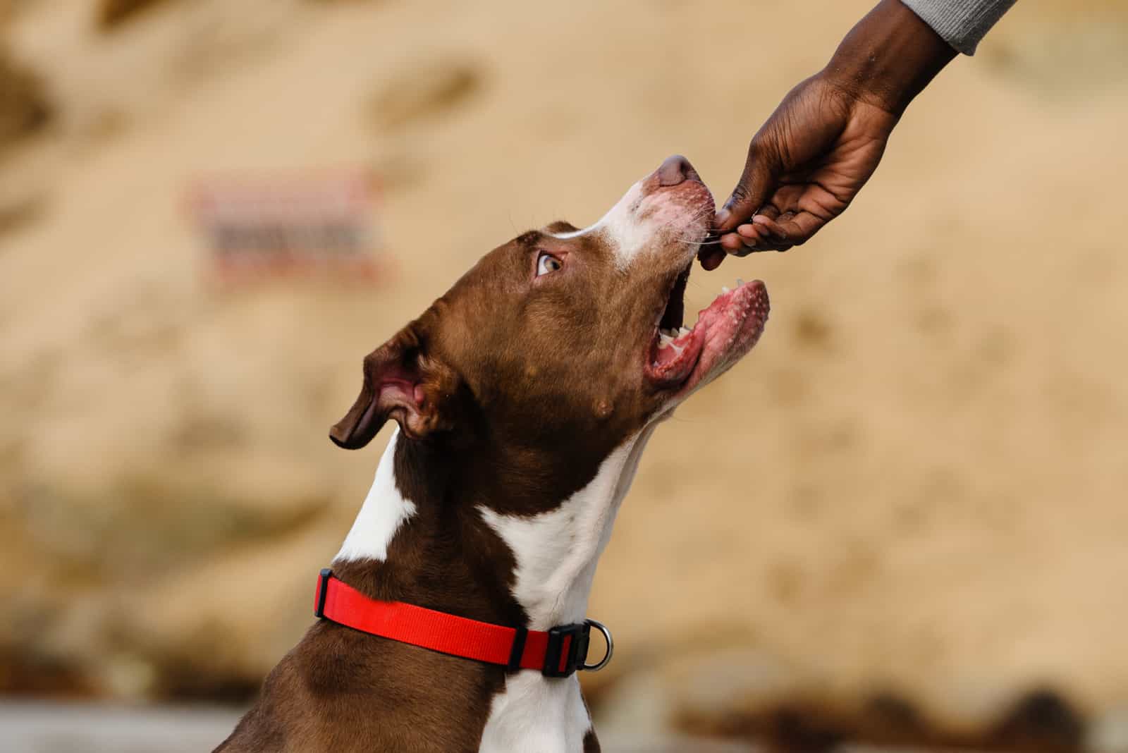 american pitbull terrier being fed a treat by the owner