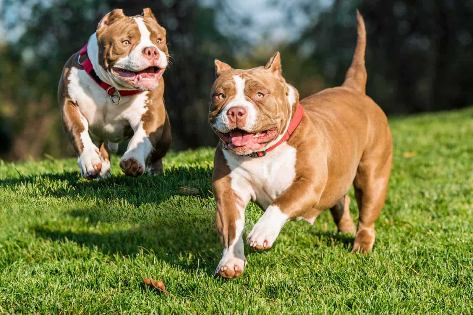 american pocket bullies playing in the park