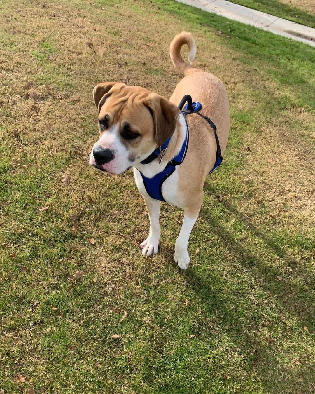 anatolian boxer dog