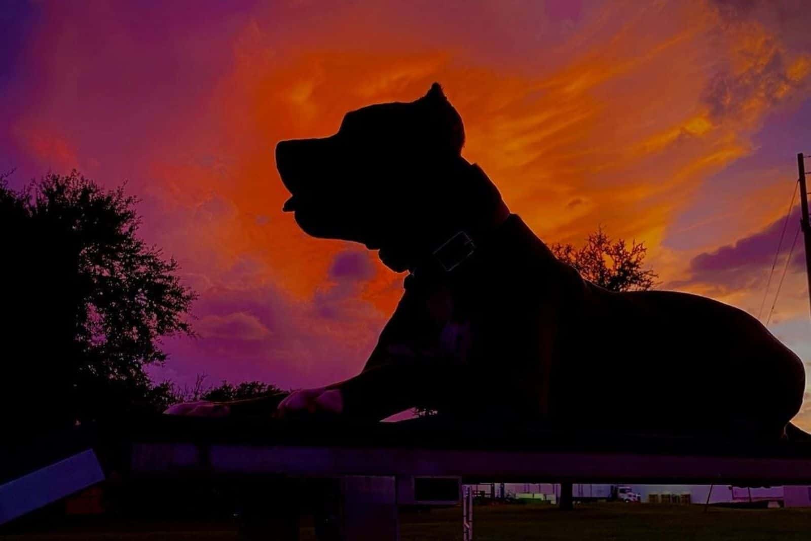 at dusk Rottweiler lies outside