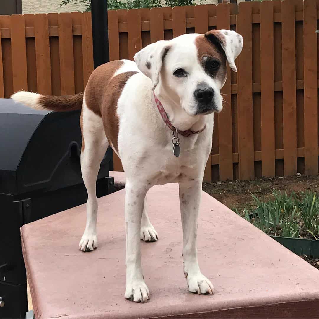 beagle boxer mix