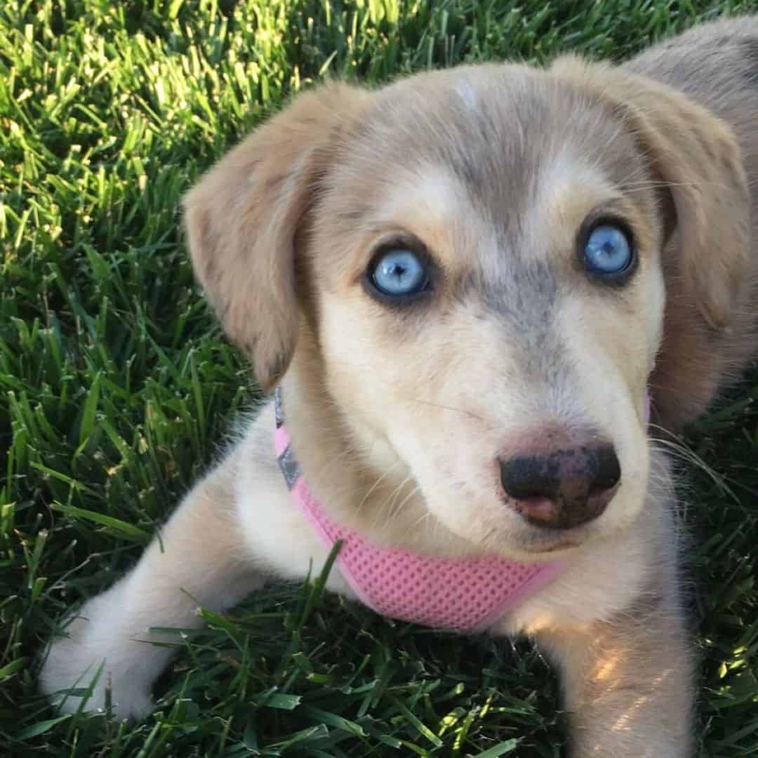 beautiful Dusky looks at the camera