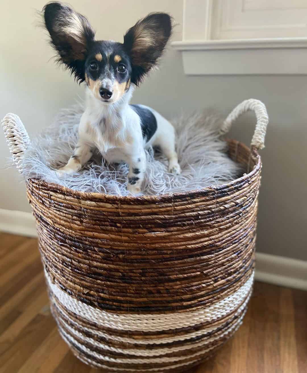 beautiful Papshund sits in a basket