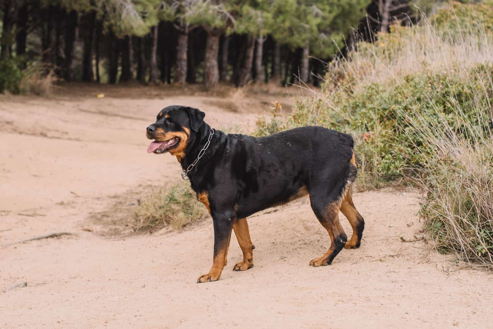beautiful Rottweiler stands on the sand