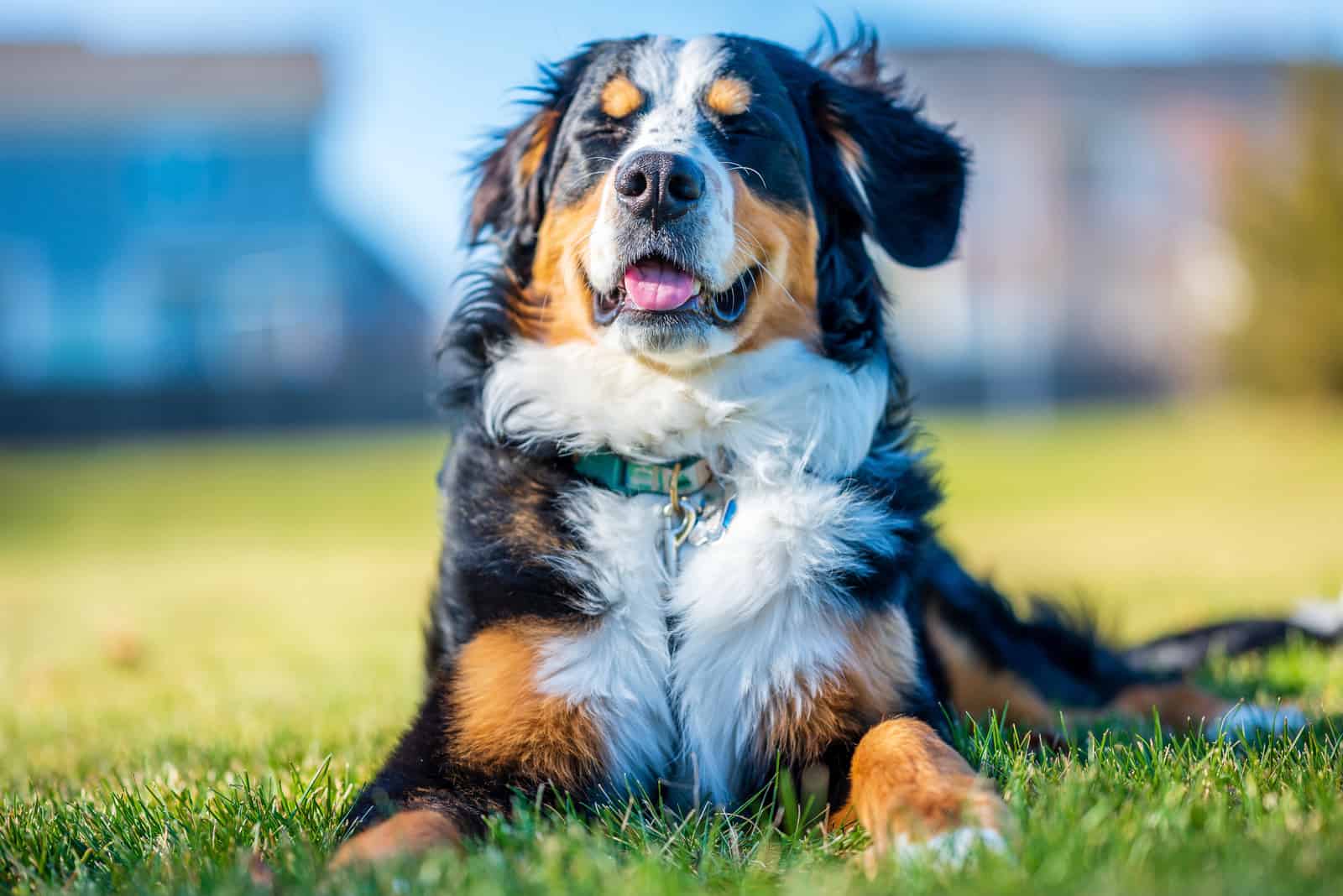 beautiful bernese mountain dog resting