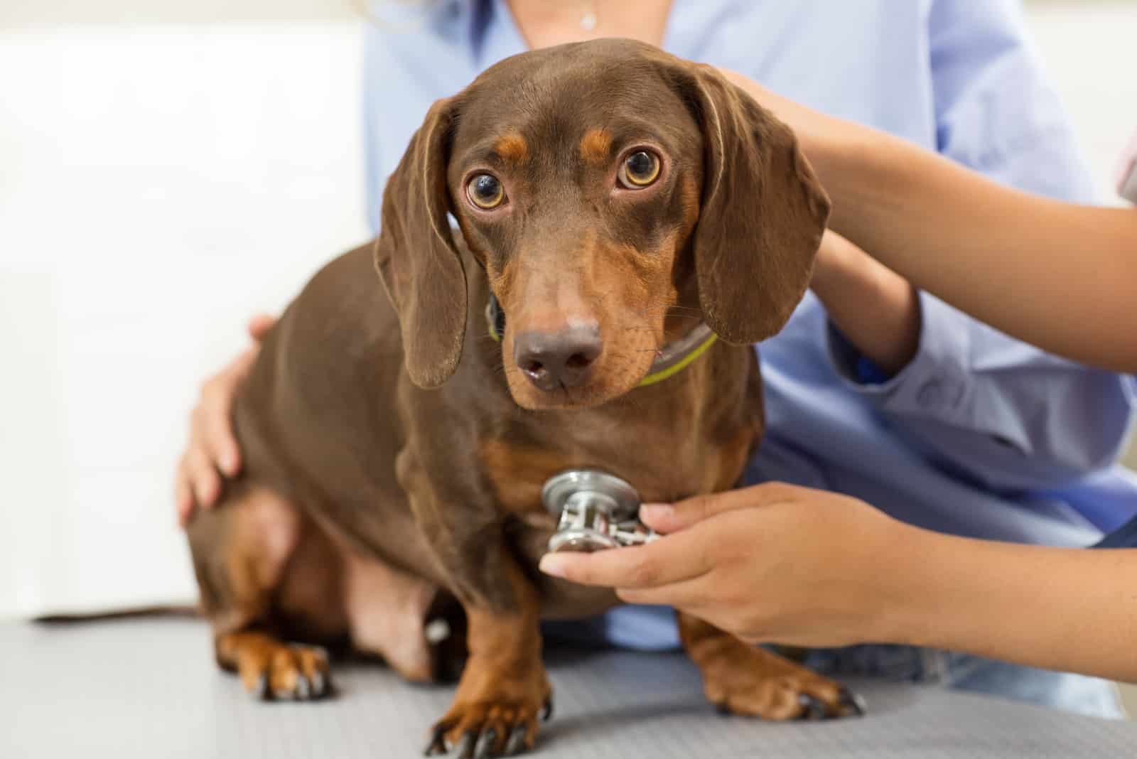 beautiful dachshund at the vet
