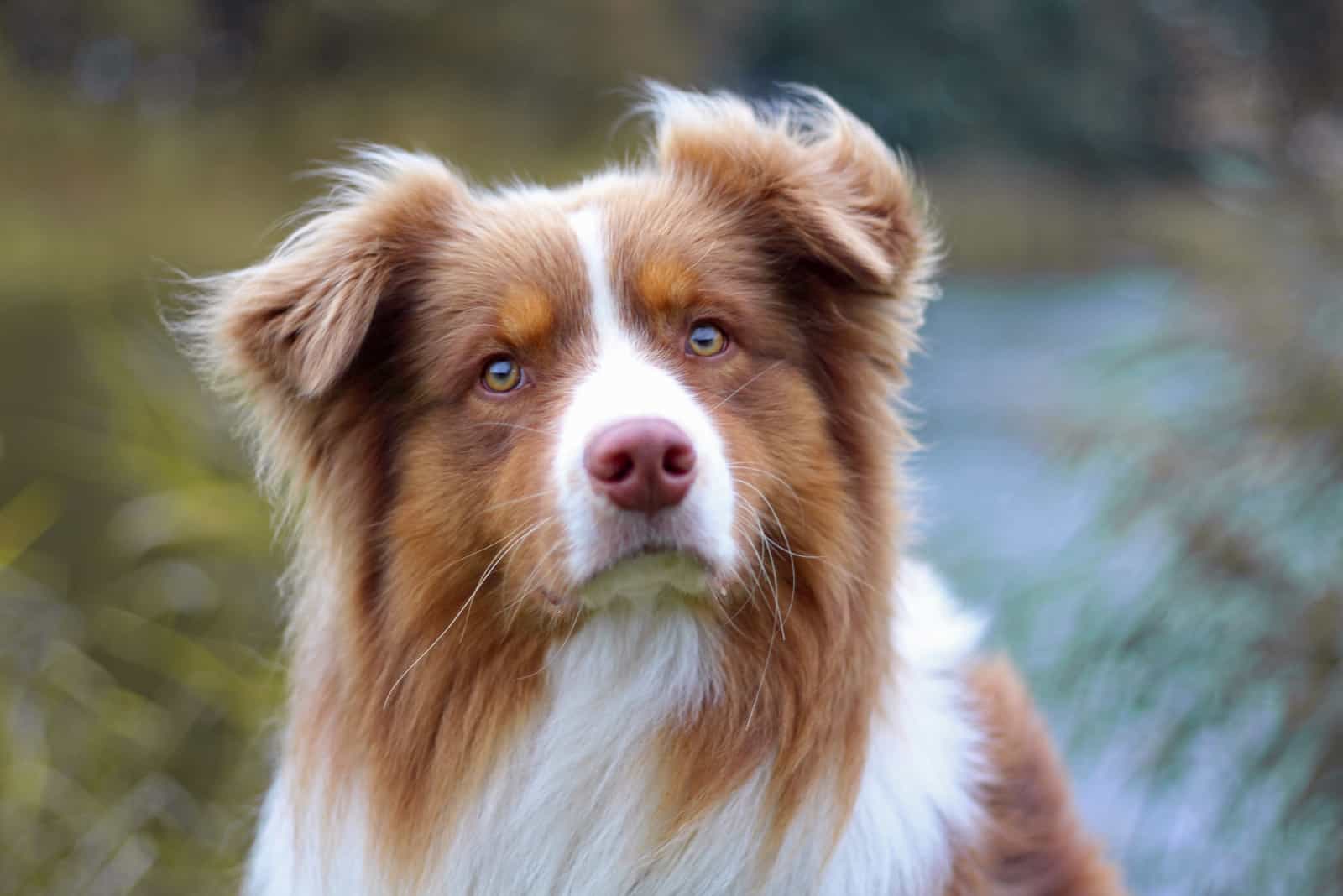 beautiful red tri australian shepherd