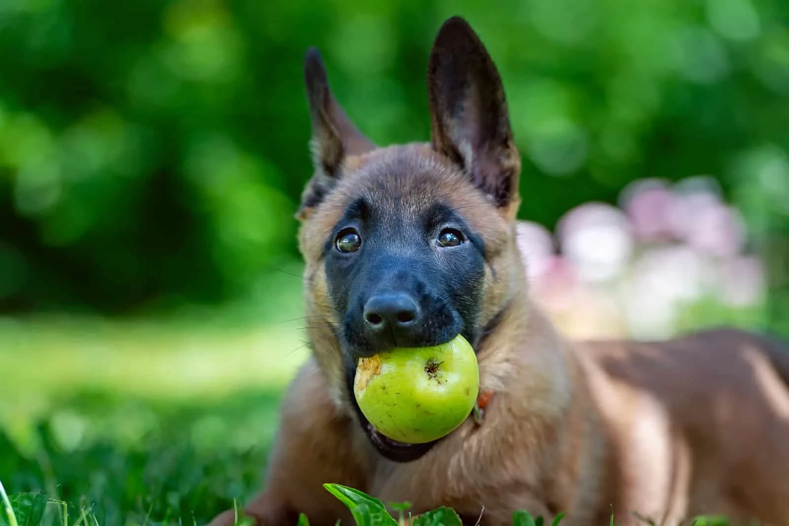 belgian malinois holding an apple in mouth