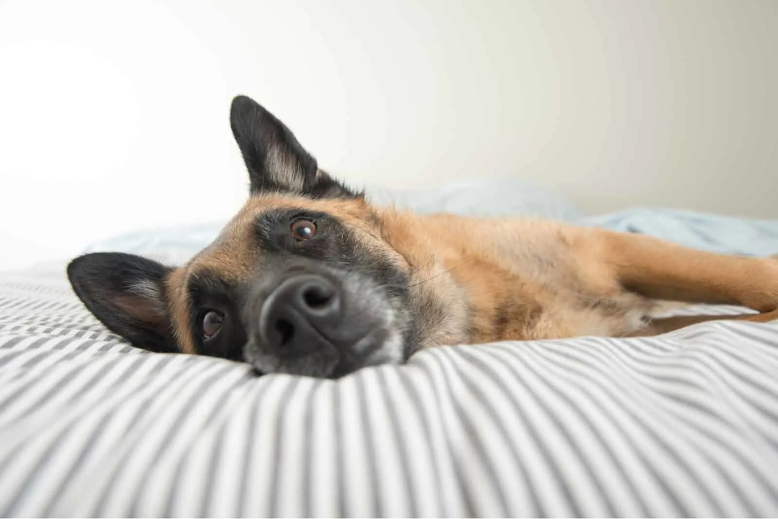 belgian malinois lying in the cozy bed