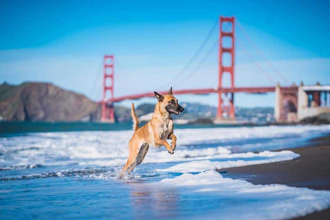 belgian malinois photographed with the golden gate bridge in the background