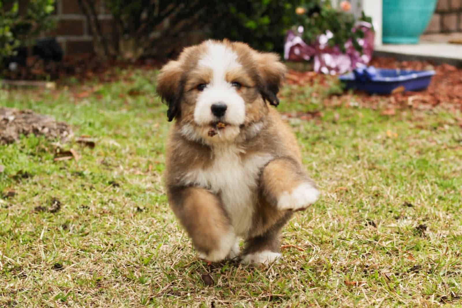 bernadoodle runs through the park