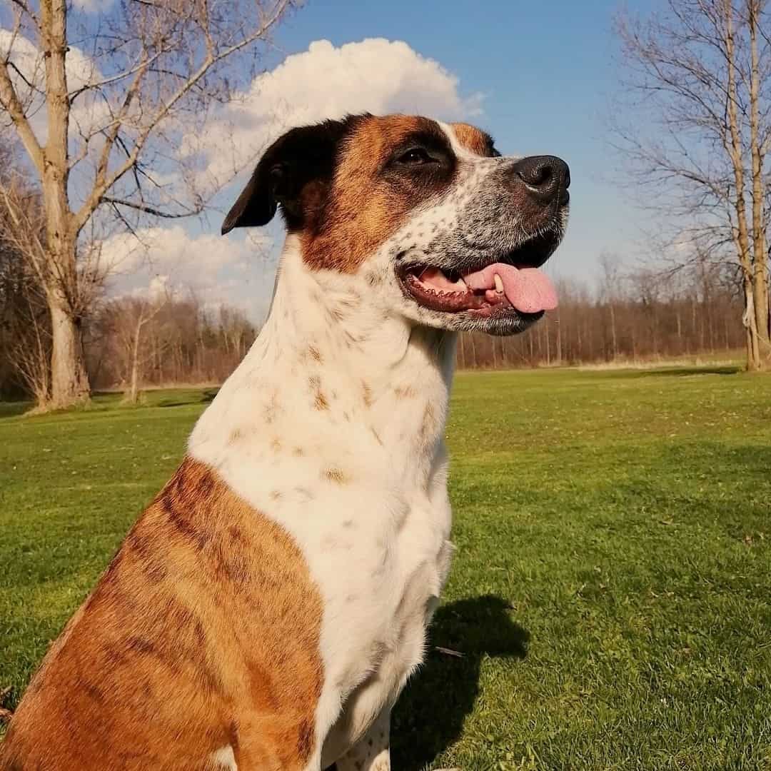 bernese mountain dog boxer mix