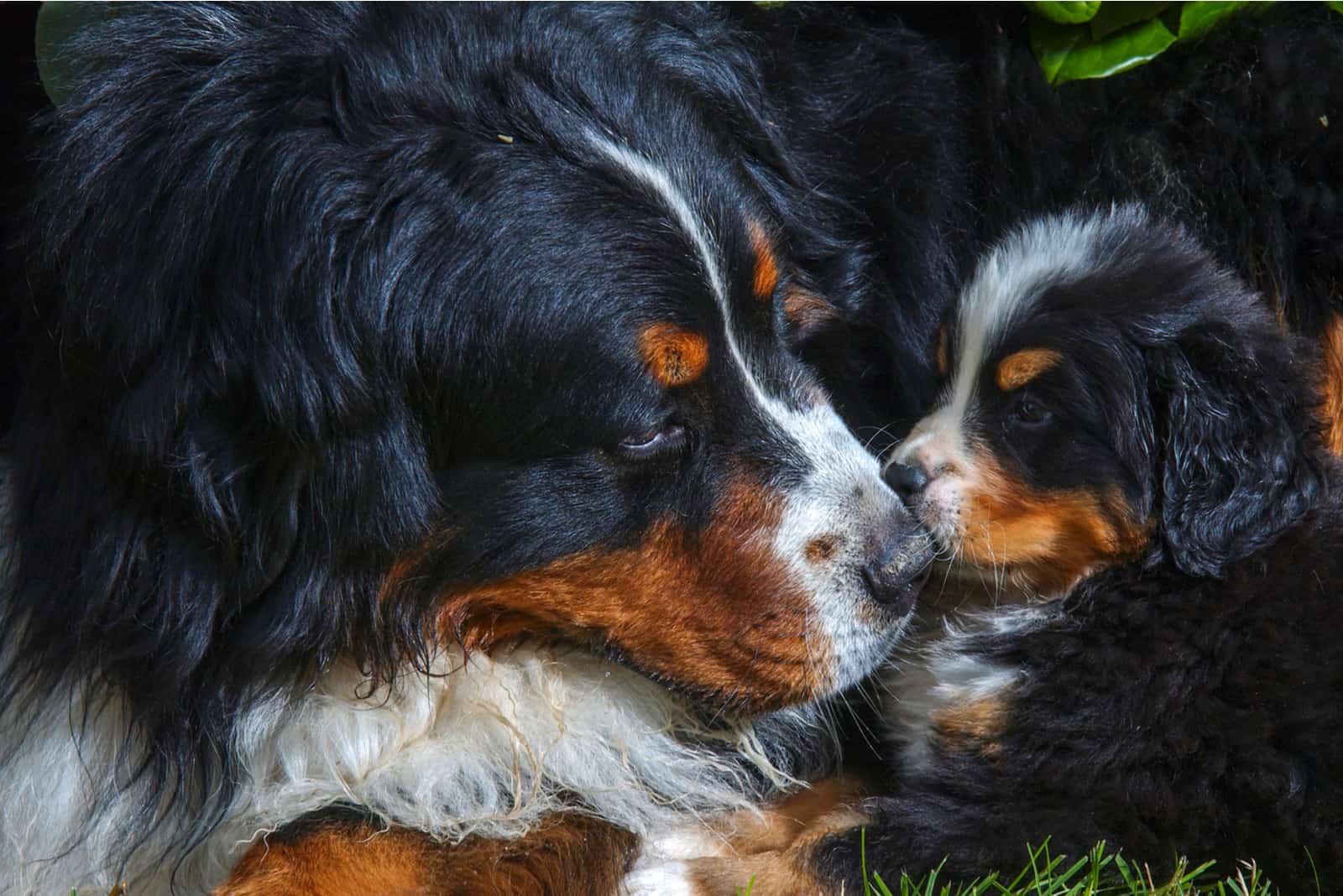 bernese mountain dog and puppy