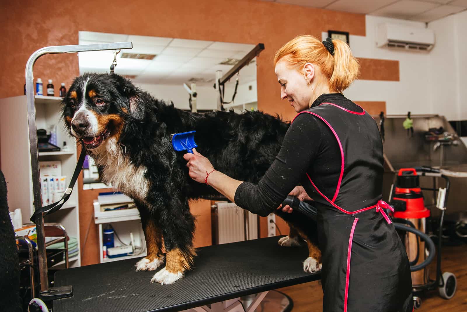 bernese mountain dog at the groomer's