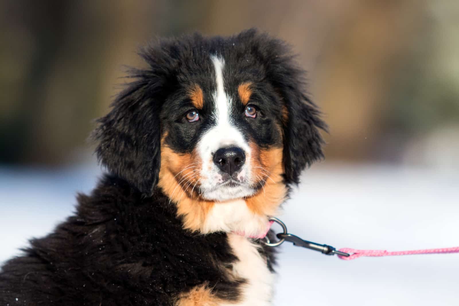 bernese mountain puppy on a leash