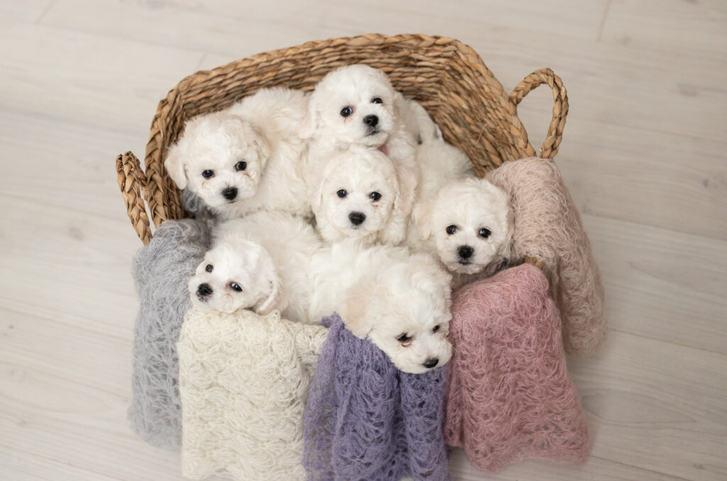 How Much Does A Bichon Frise Cost? Price And Expenses
