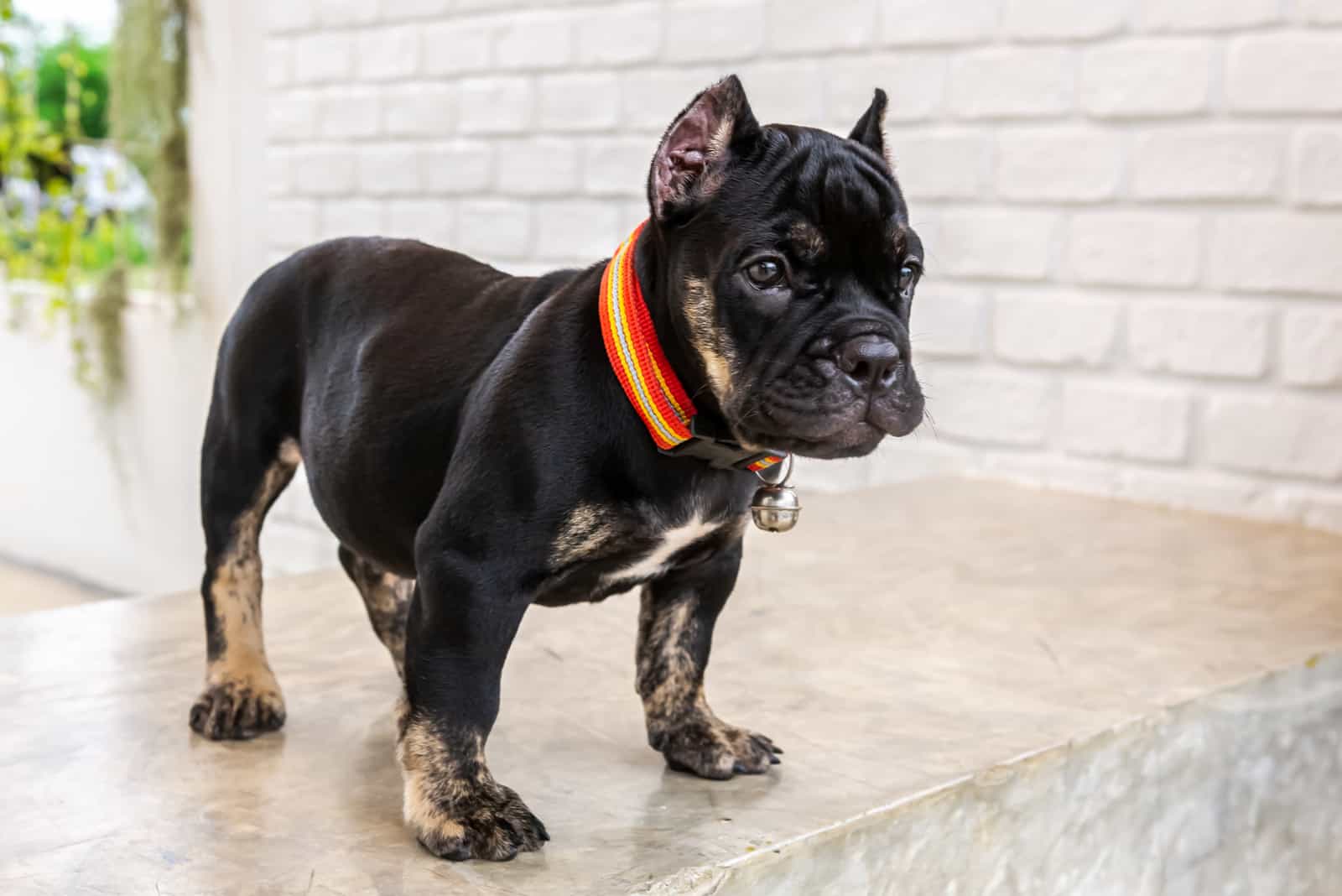 black american bully puppy