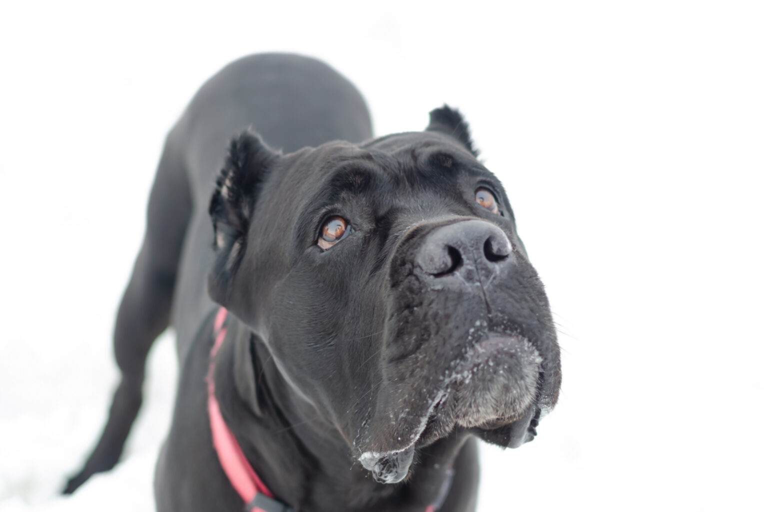 Common Cane Corso Health Issues You Should Look Out For