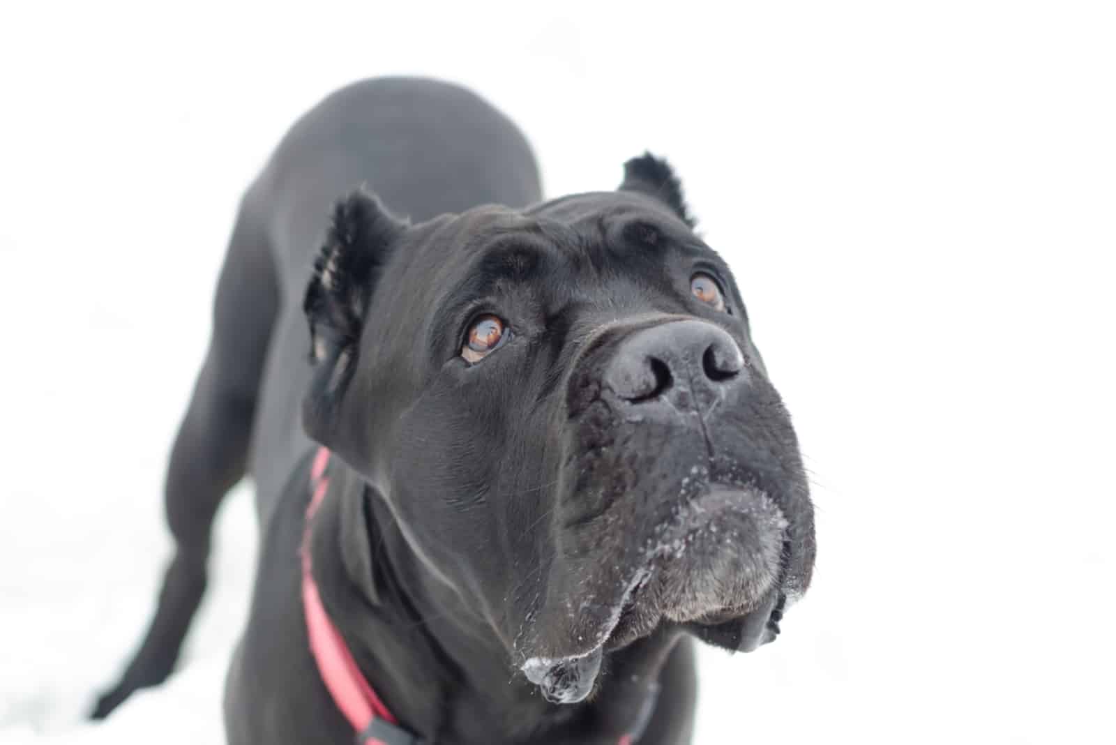 black cane corso looking up