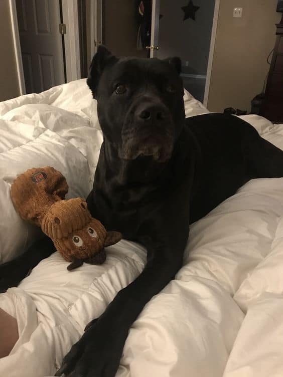 black cane corso with toy