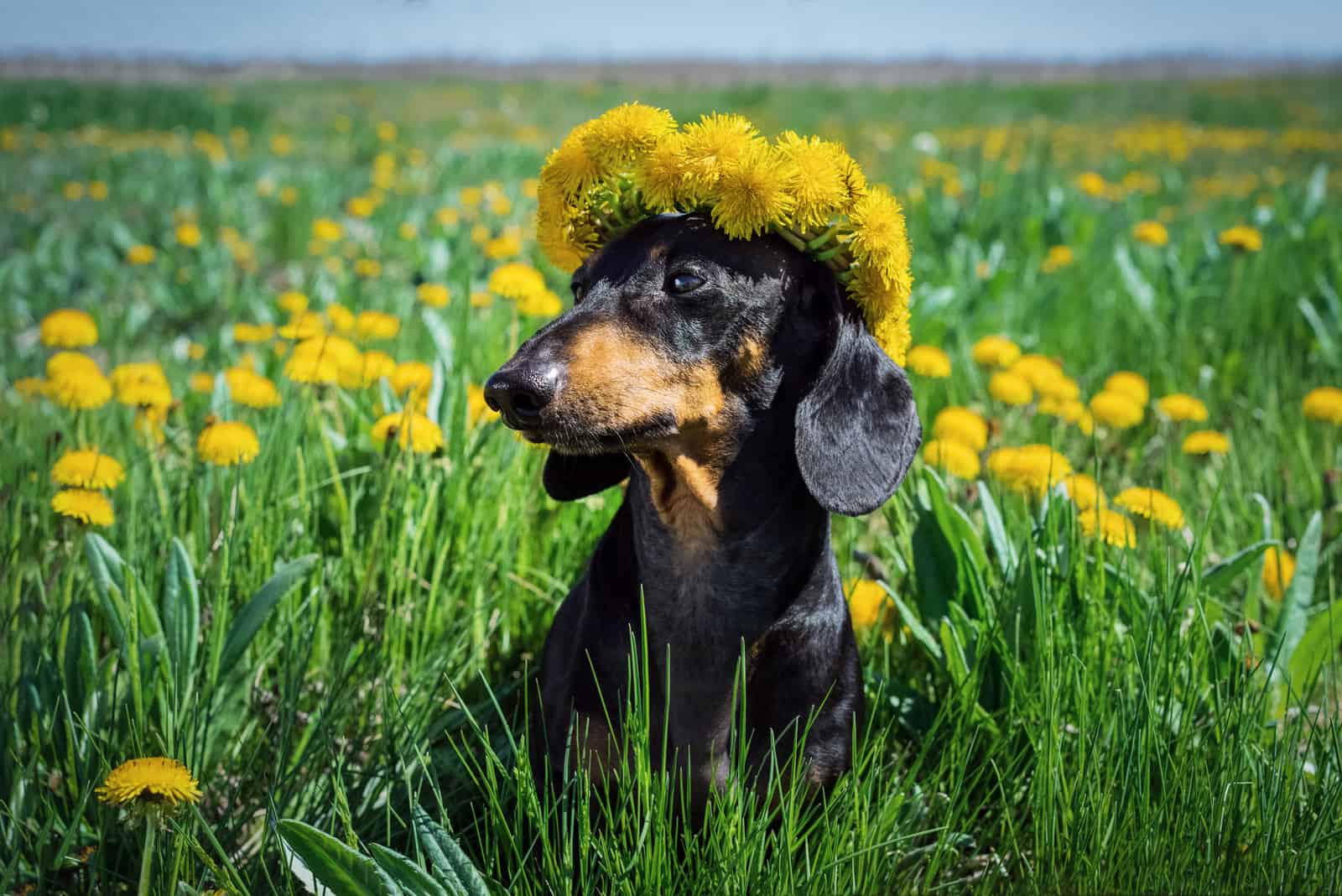 black dachshund dog with flowers on head standing in the field