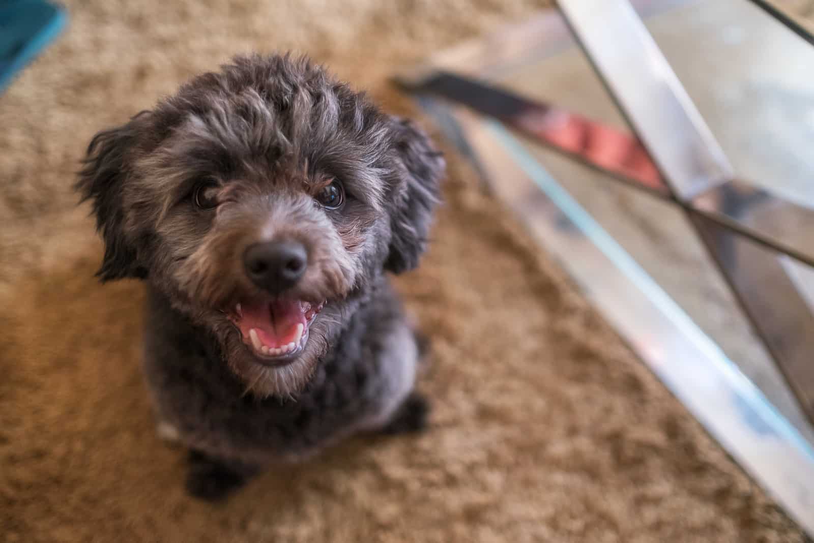 black toy poodle sitting on carpet looking up