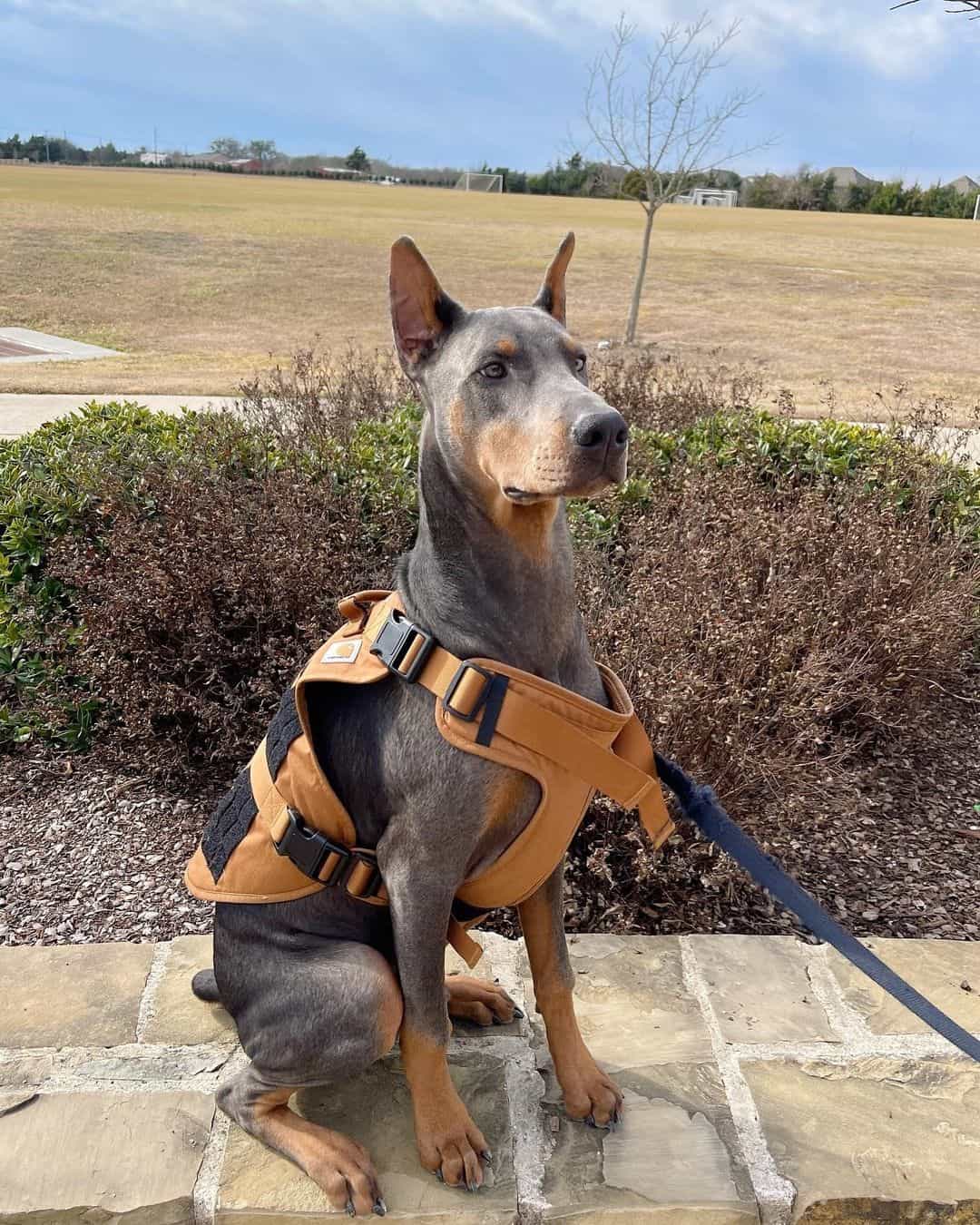 blue doberman