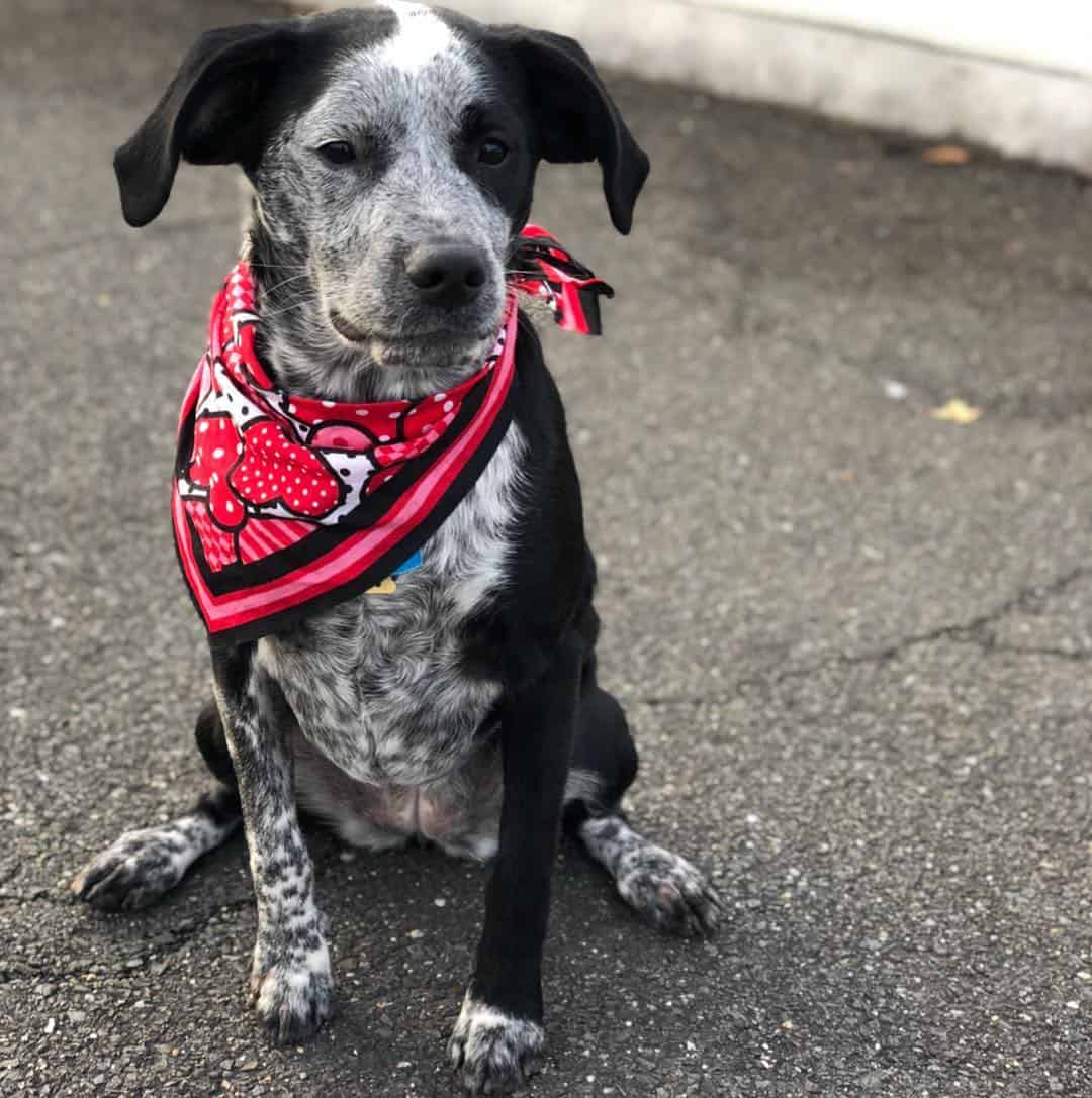 blue heeler boxer mix