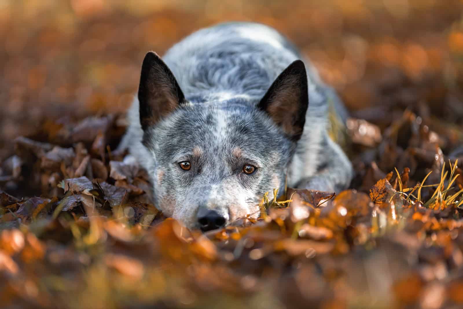 blue heeler in autumn leaves