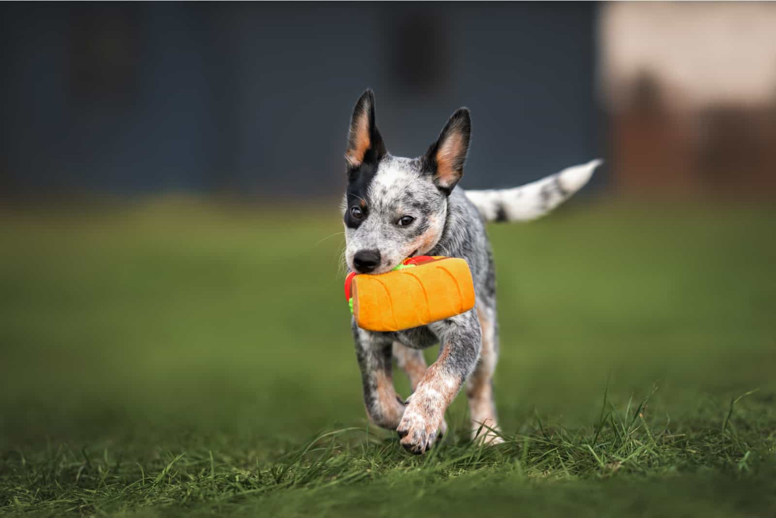 blue heeler puppy playing with a toy
