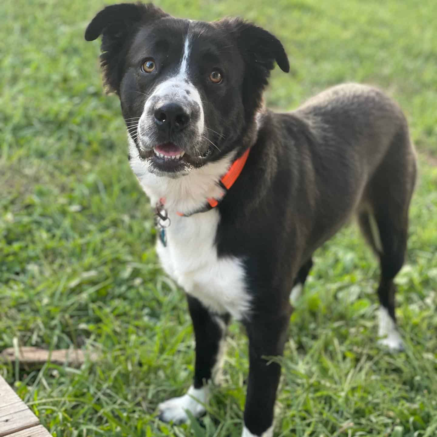 border collie boxer mix