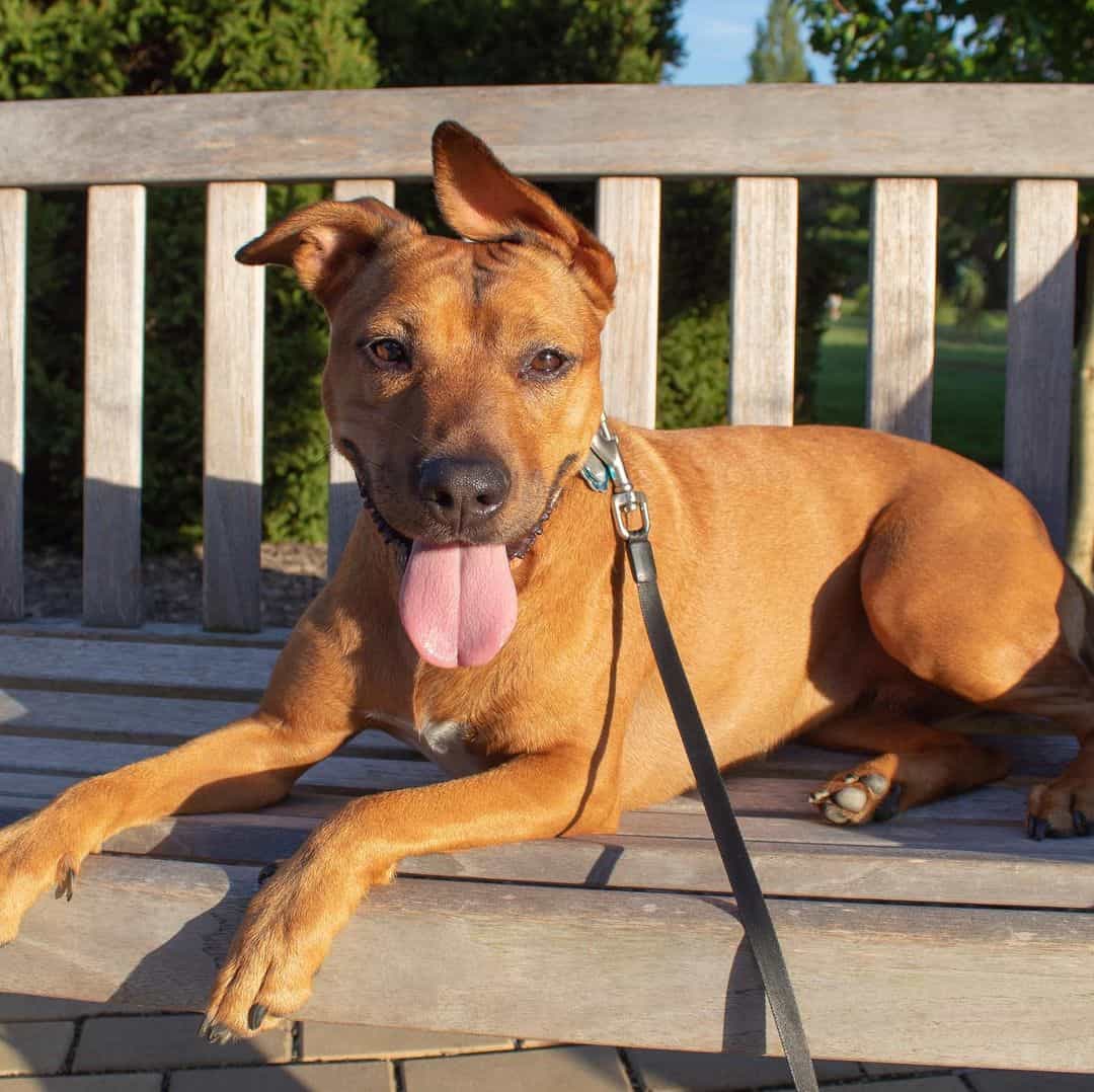 boxer basenji mix