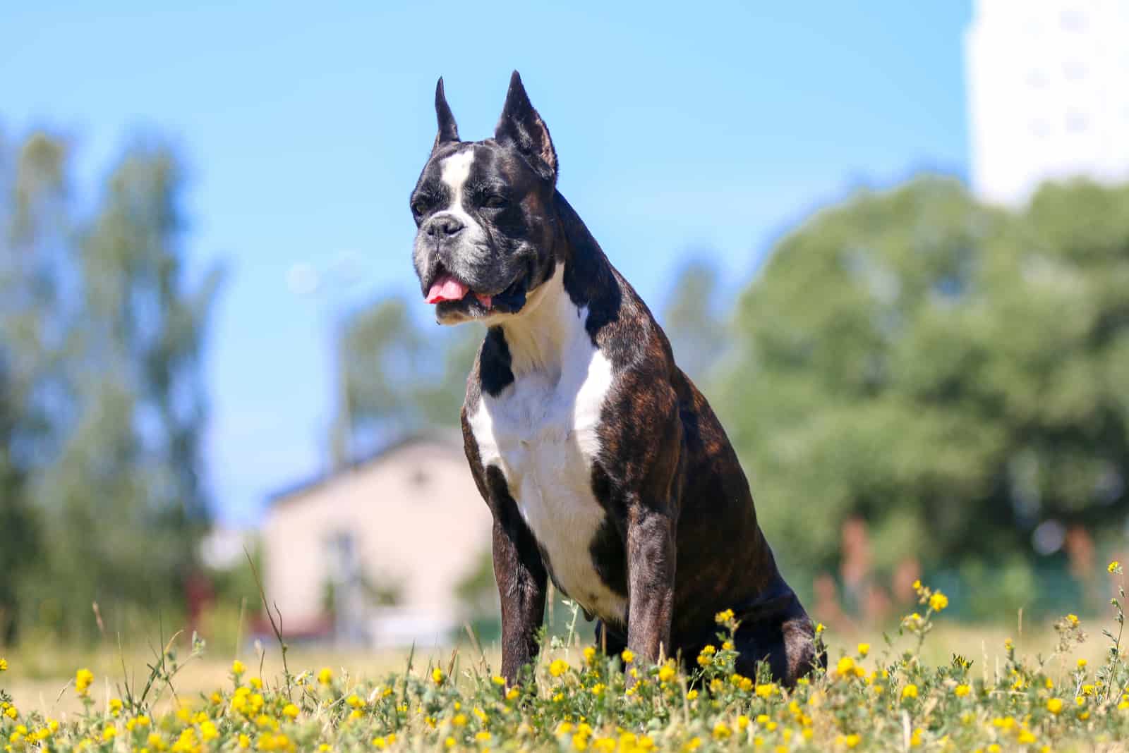 boxer dog standing on the field at sunny day