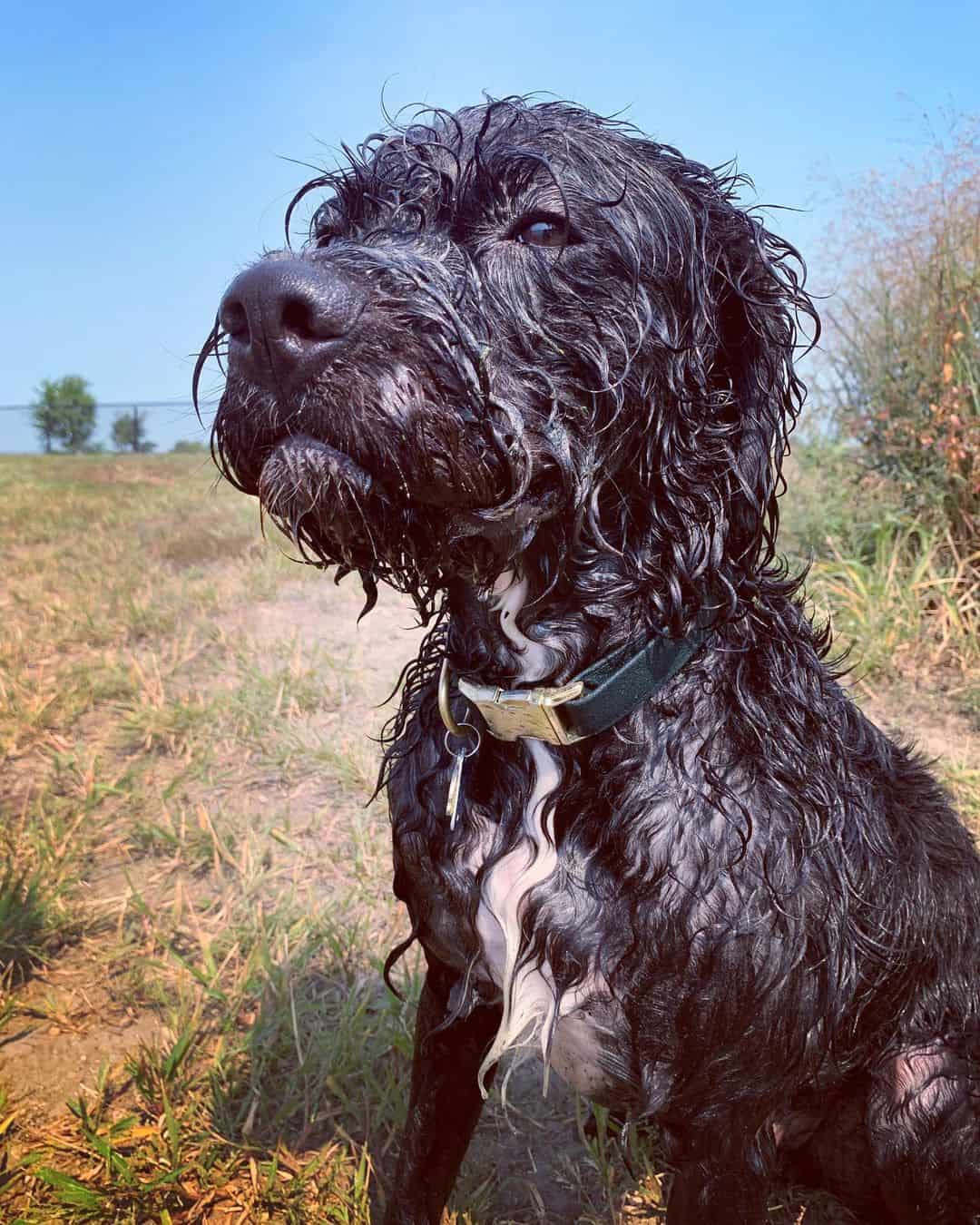 boxer poodle mix