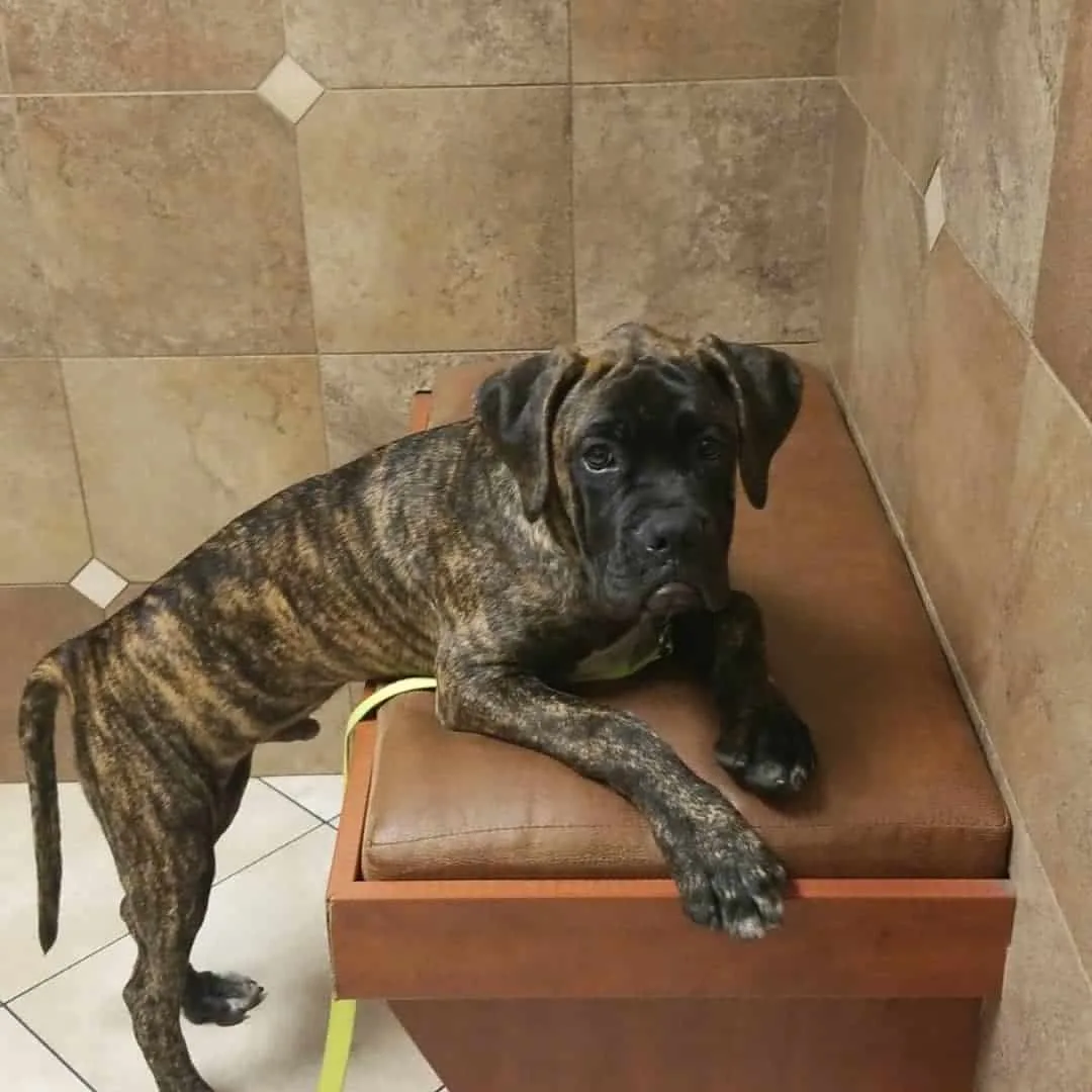 mastiff boxer mix