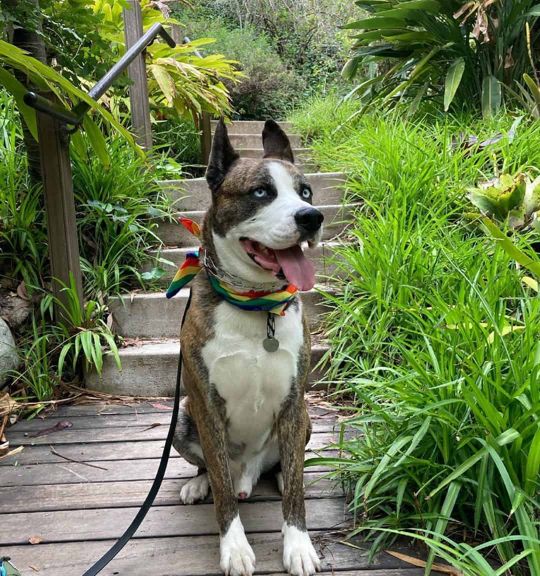 boxer husky mix