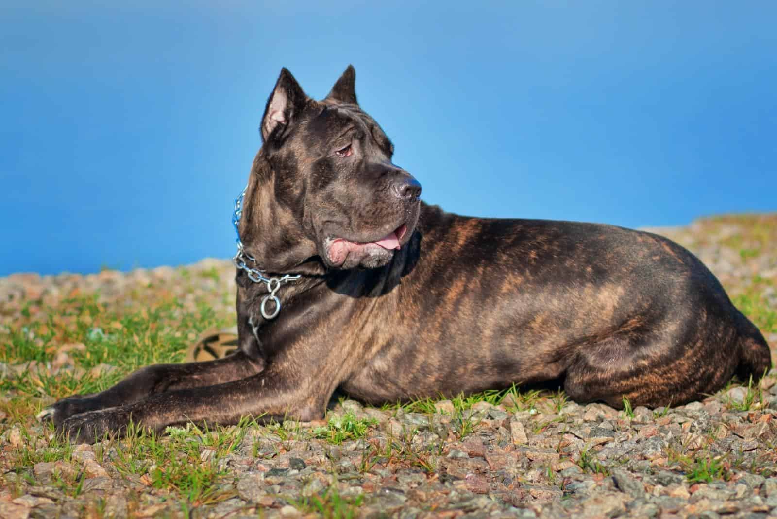 brindle cane corso