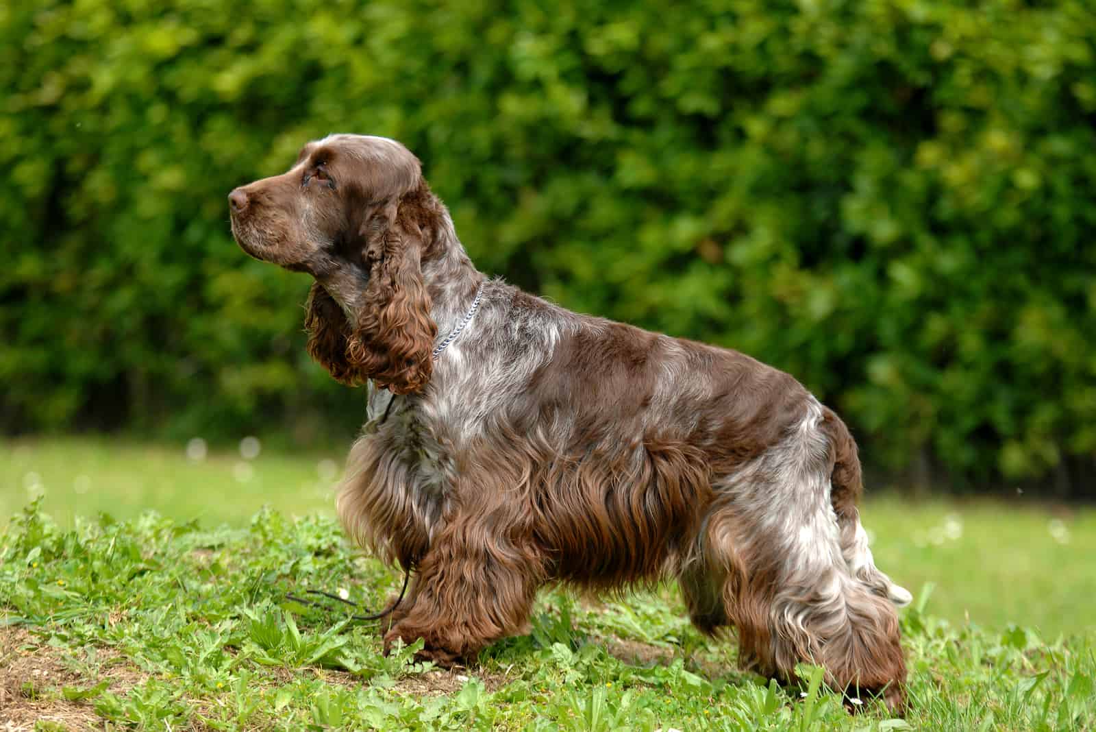 brown Cocker Spaniel standing outsde