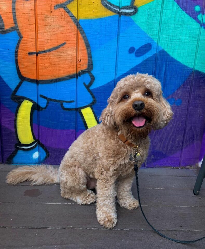Mini Australian Labradoodle The Cutest Doodle Out There