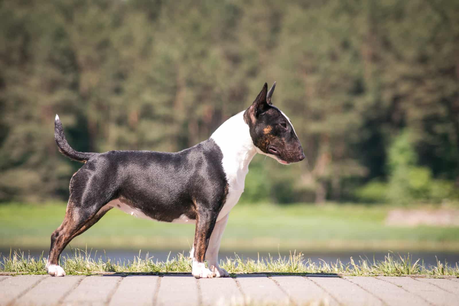 brown bull terrier photographed