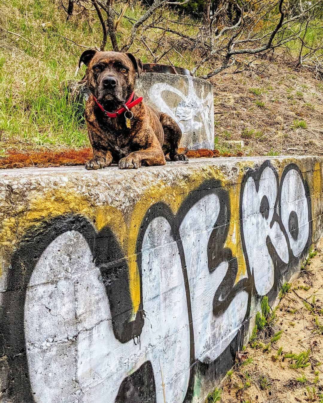 bullmastiff boxer mix