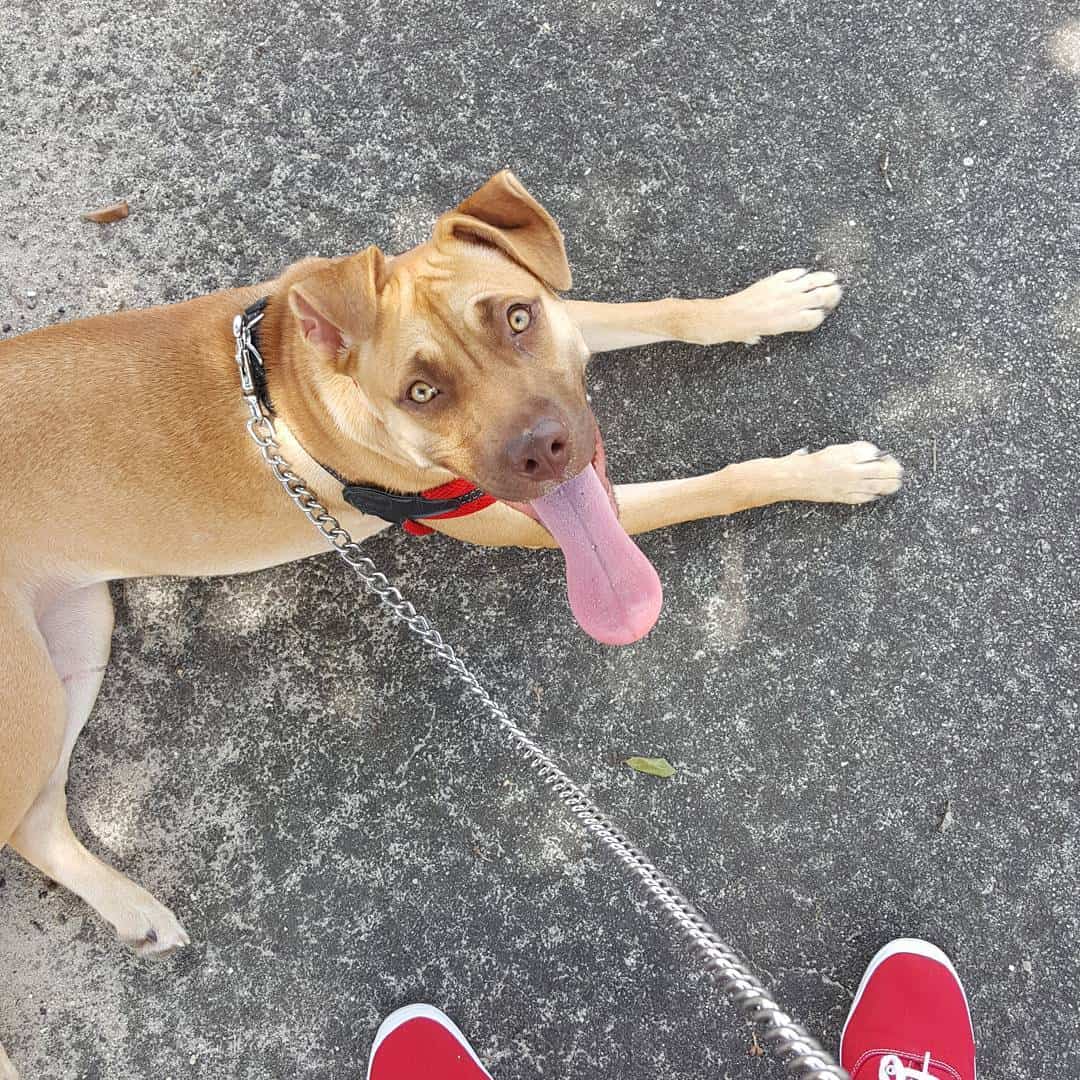 american pitbull boxer mix