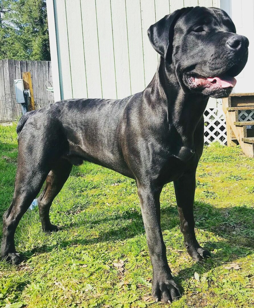 Cane Corso Boerboel Mix The Giant Crossbreed Dog For You?