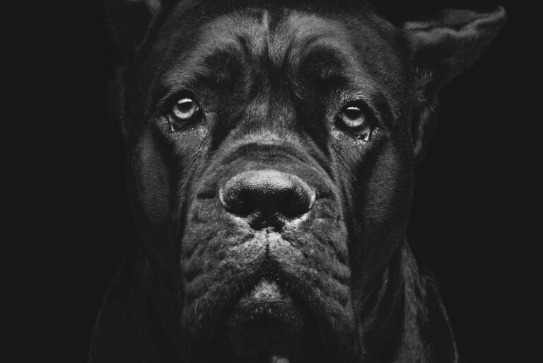 Cane Corso Feeding Chart A Guide To Your Giant Dog's Diet