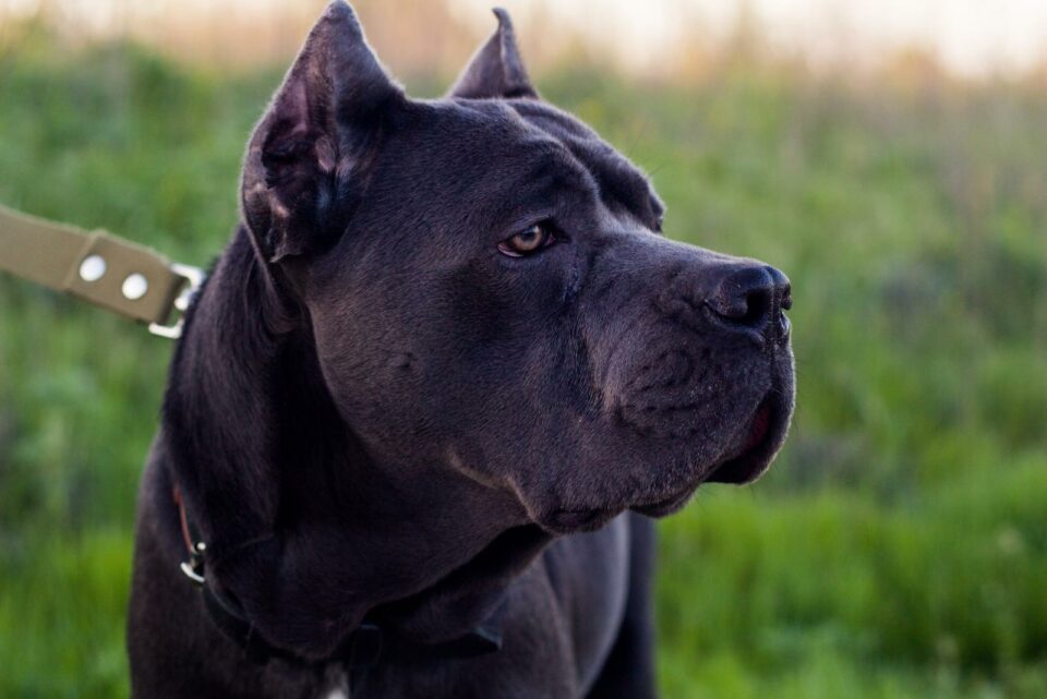 Cane Corso Feeding Chart A Guide To Your Giant Dog's Diet