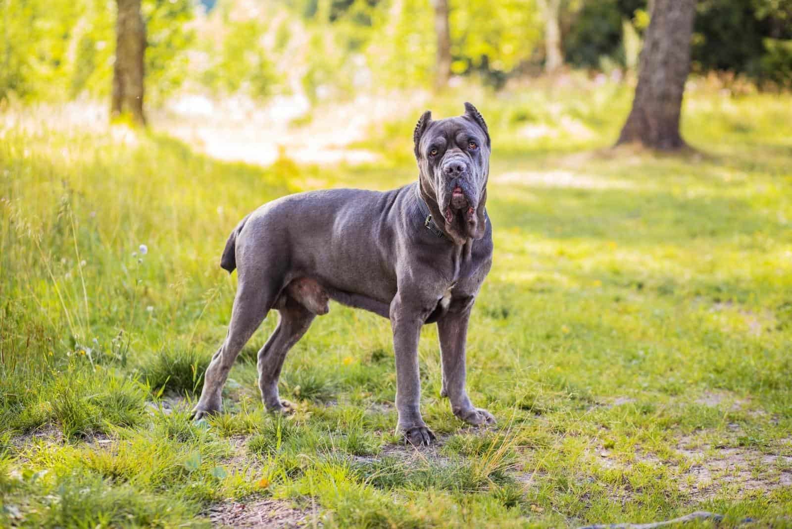 cane corso dog in park