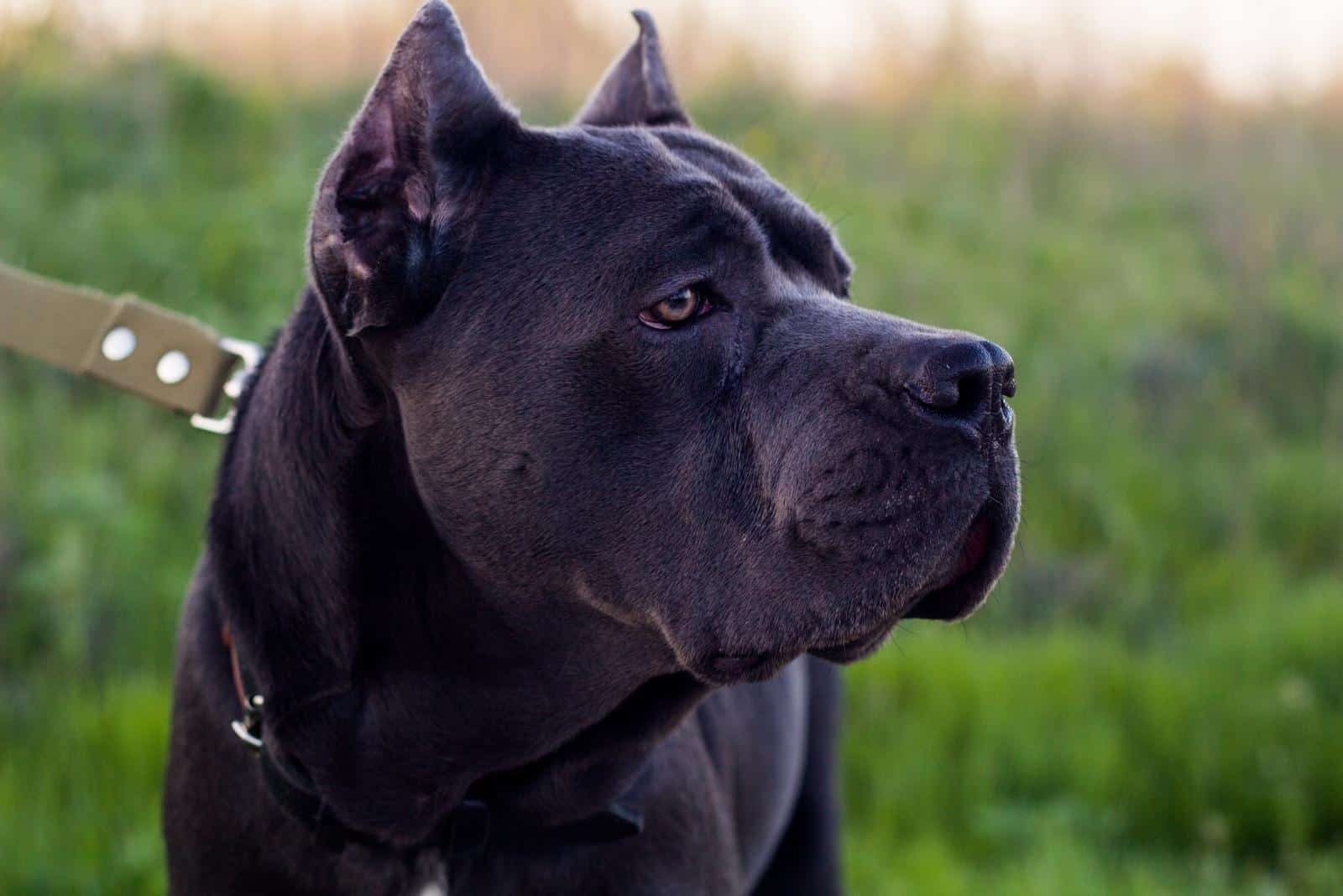 cane corso dog