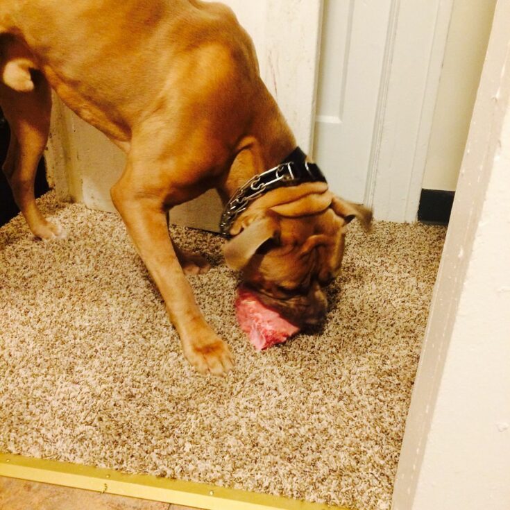 Cane Corso Raw Diet Feeding Your Dog The Natural Way